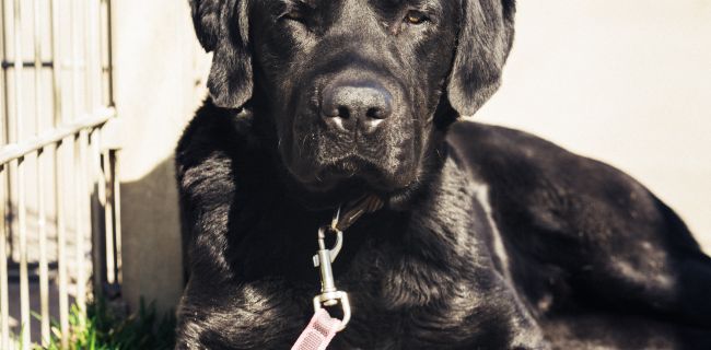 Ein Labradormischling