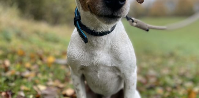 Hund Charly