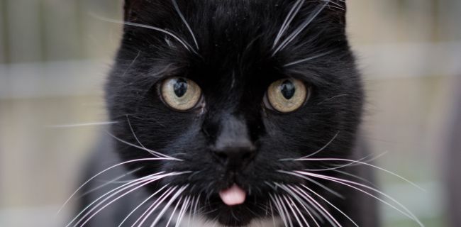 Katze, Europäisch Kurzhaar