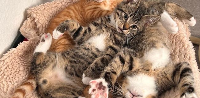 Katzenwelpen im Tierheim