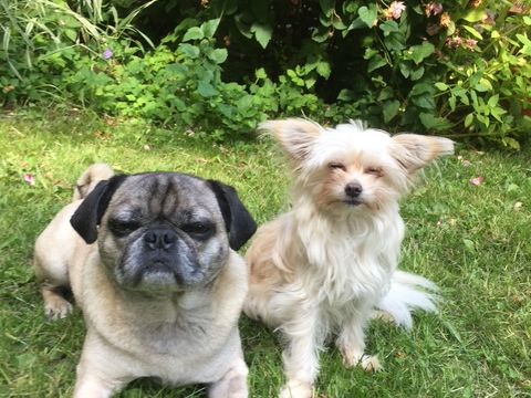 Die Hunde Winston und Wilma