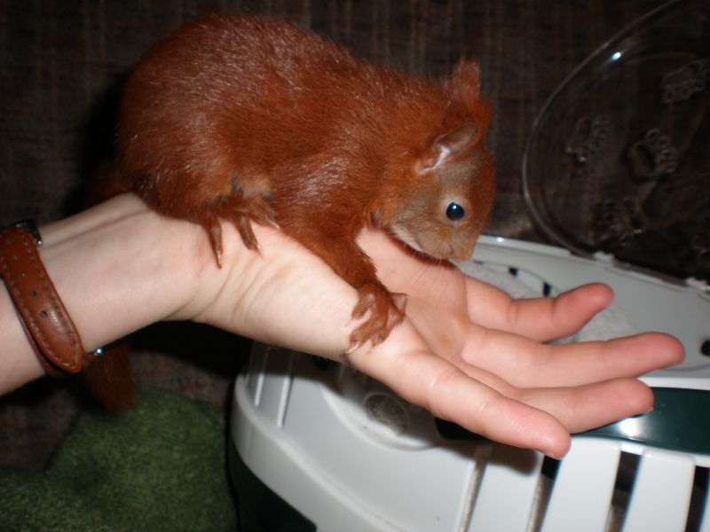 Ein Eichhörnchen