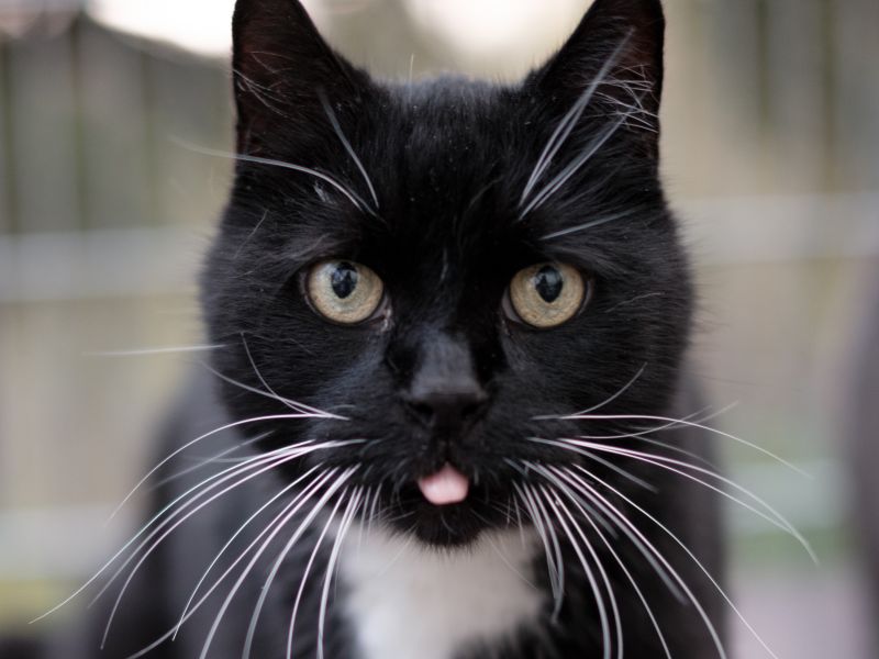 Katze, Europäisch Kurzhaar