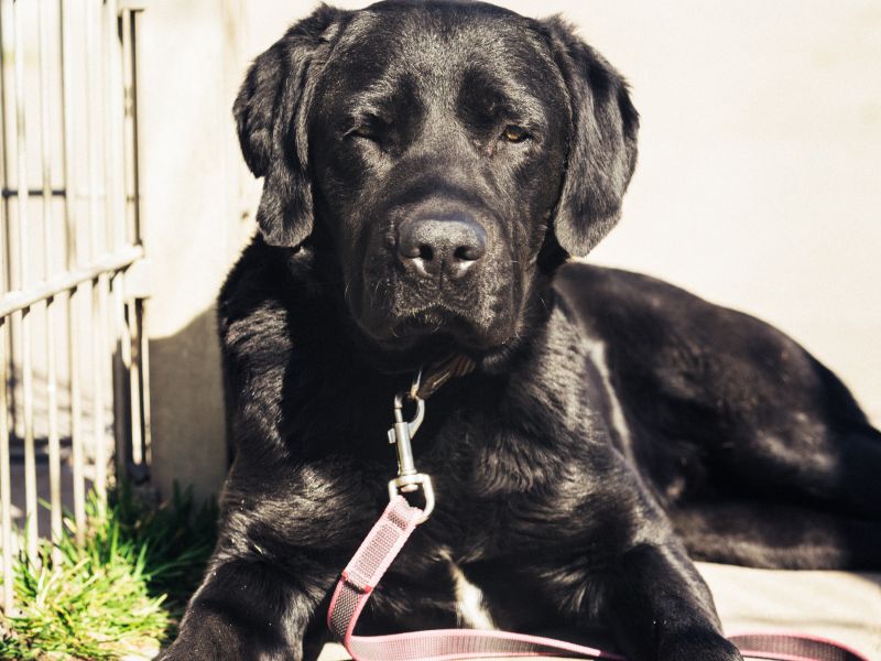 Ein Labradormischling