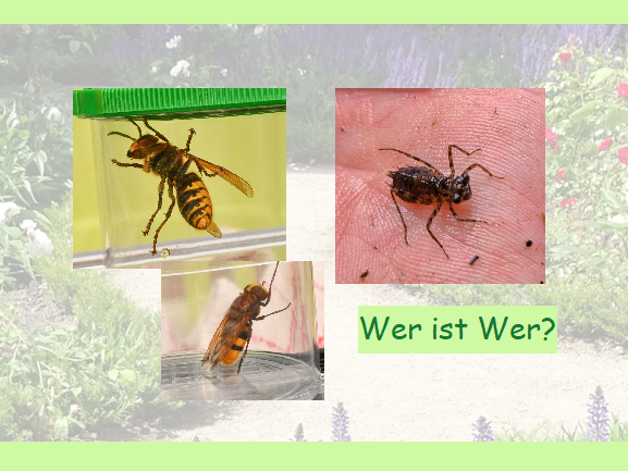 Wer ist hier wer? Ich bin fast genauso groß und doch ganz harmlos....
