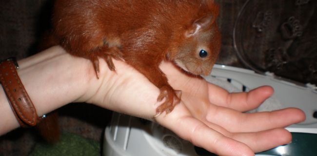 Ein Eichhörnchen