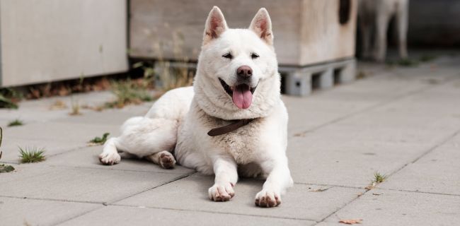 Ein Akit Inu