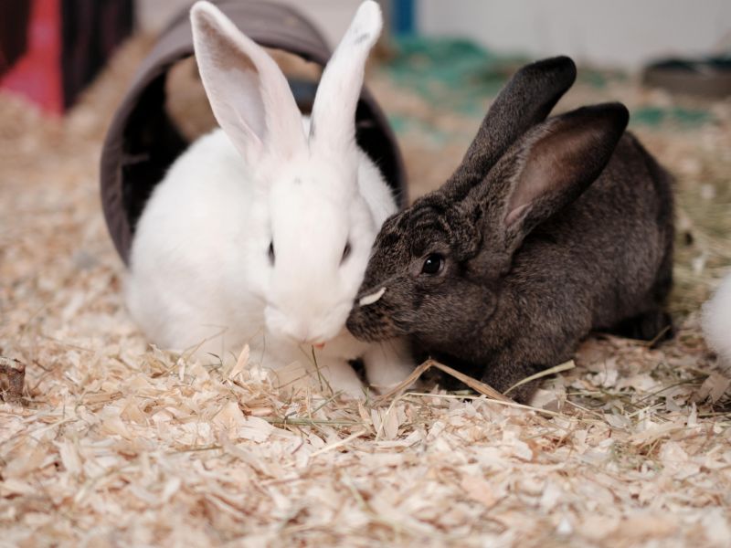 Zwei Kaninchen