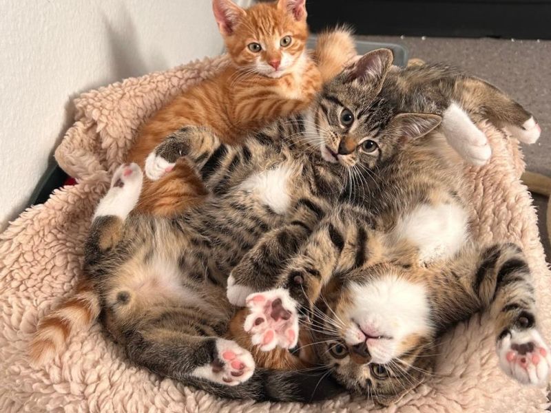 Katzenwelpen im Tierheim