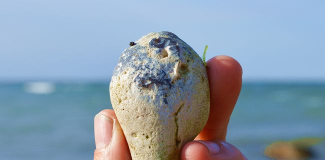 Schwamm aus der Kreide