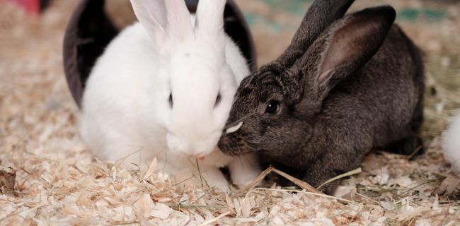 Zwei Kaninchen