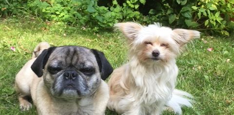 Die Hunde Winston und Wilma