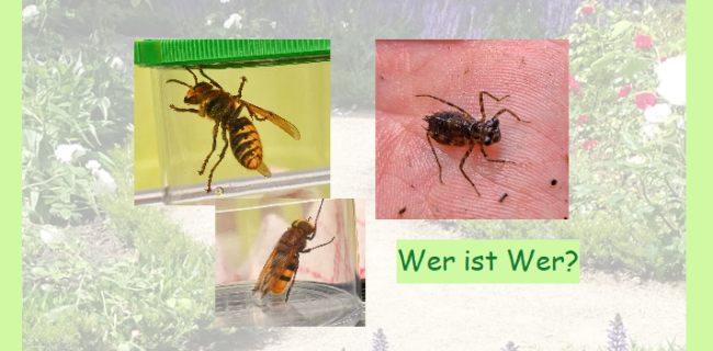 Wer ist hier wer? Ich bin fast genauso groß und doch ganz harmlos....